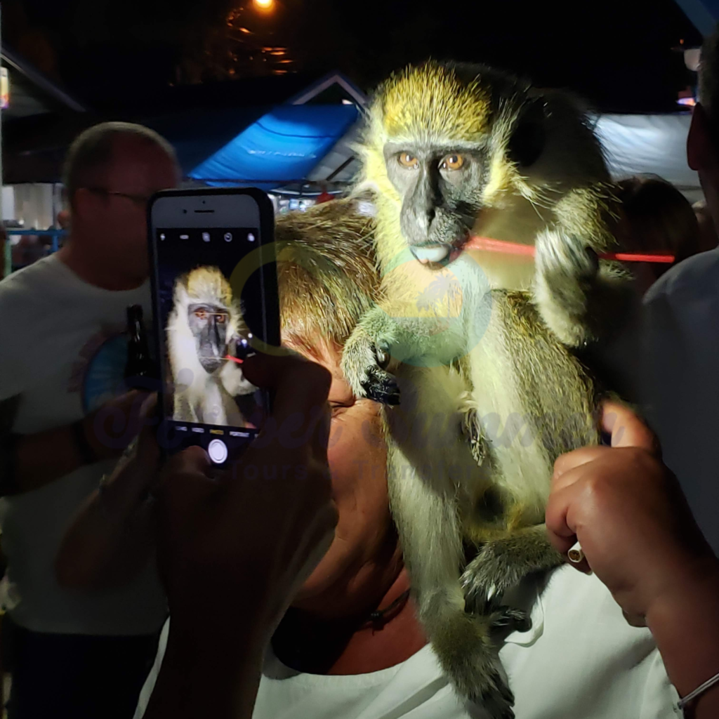 Monkey sits on woman's shoulder in Oistins, Barbados