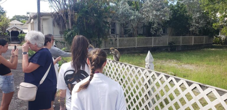 Visitors feeding monkeys in Barbados